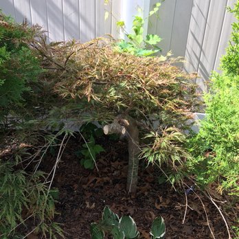 Bueno Landscaping - The butchered maple tree from the other landscaper - Landscaping Near Me - Patchogue, New York