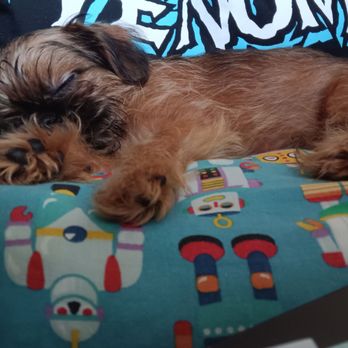 Precious Paws Brussels Griffons - Pets Near Me Precious Paws Brussels Griffons - Pets Near Me