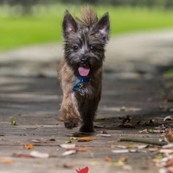 K9 Off Leash - Pet Training Near Me - Miami, Florida K9 Off Leash - Pet Training Near Me - Miami, Florida