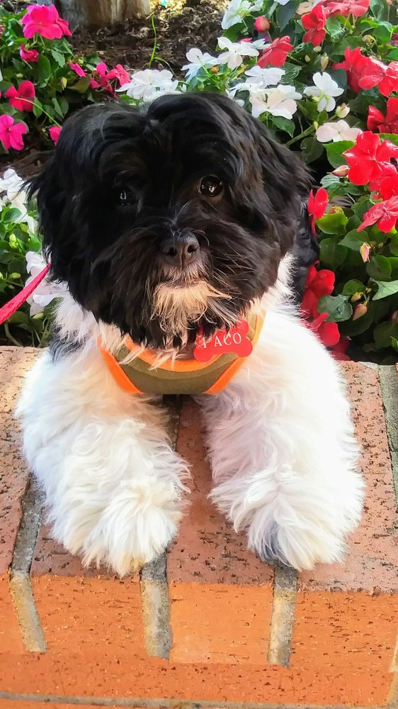 SHORELINE VETERINARY HOSPITAL 27 Reviews 20222 Ballinger Way NE