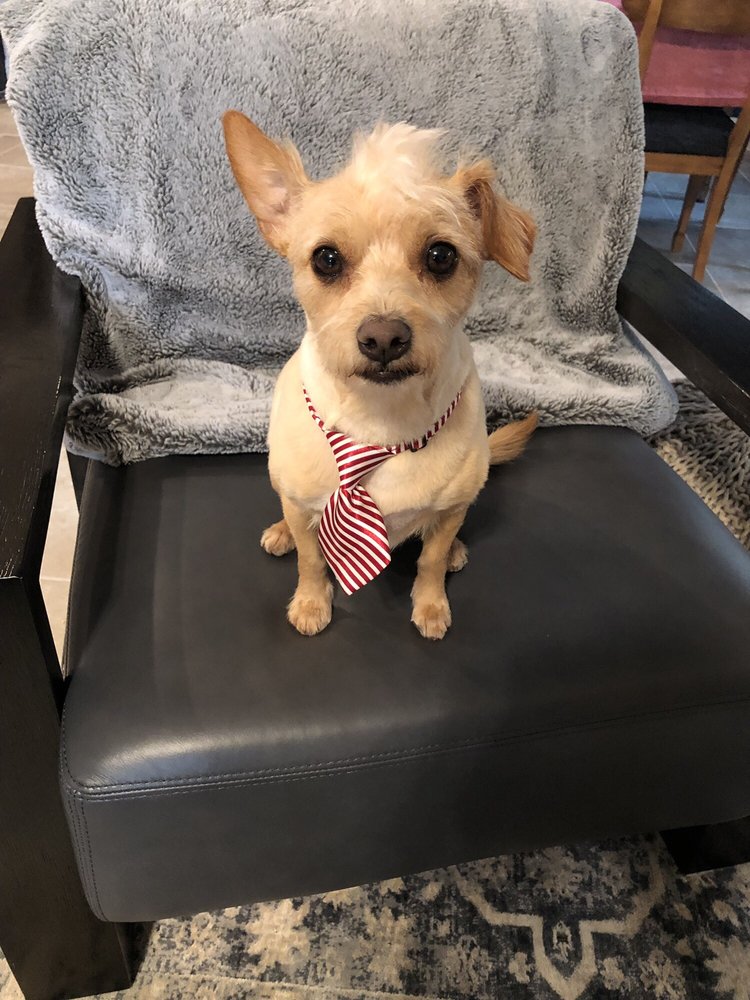 MUTT PUDDLE 66 Photos & 71 Reviews Pet Groomers 190 E Stacy Rd