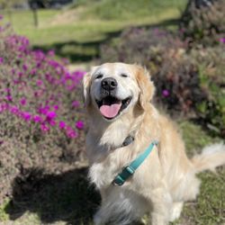 Dogs On The Run - Maisy