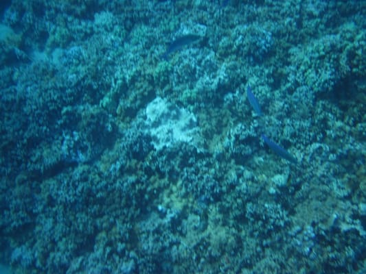 Molokini Crater by null