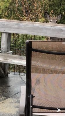 Chambers Oceanfront Cottages by null