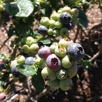 Lake Catherine Blueberries - Fruits & Veggies Near Me - Groveland, Florida