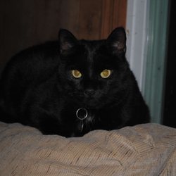 Paws Memorial Services