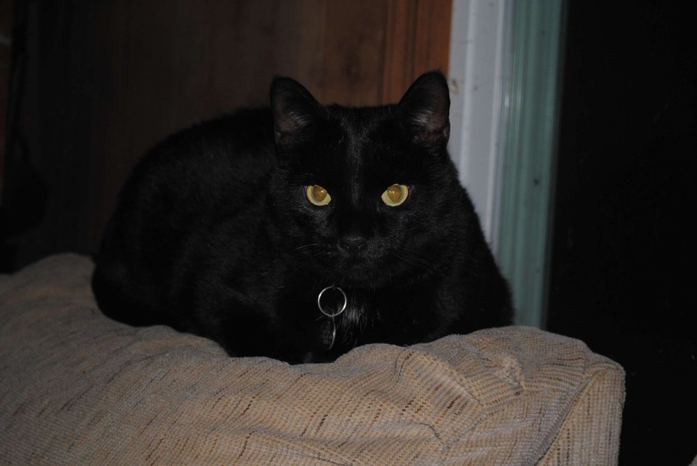 PAWS MEMORIAL SERVICES Updated August 2024 15707 Quinn Rd, Athens