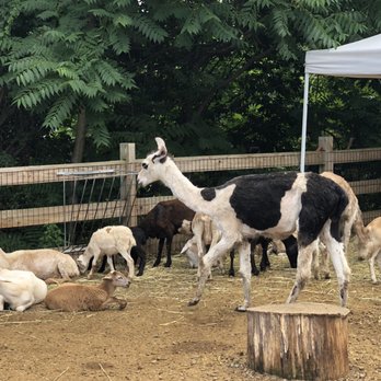 Demarest Farm - Mini petting zoo (food for animals available for purchase) - Farmers Market Near Me - Hillsdale, New Jersey