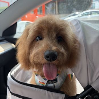 Collar & Comb - G - Pet Groomers Near Me - Los Angeles, California