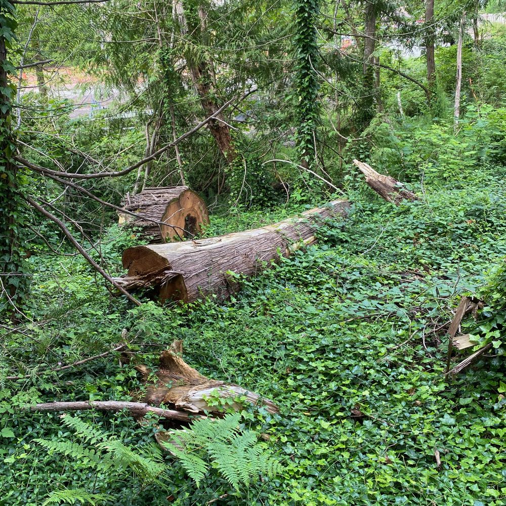 White River Tree Service - This is what you can expect eventually! - Tree Services Near Me White River Tree Service - This is what you can expect eventually! - Tree Services Near Me