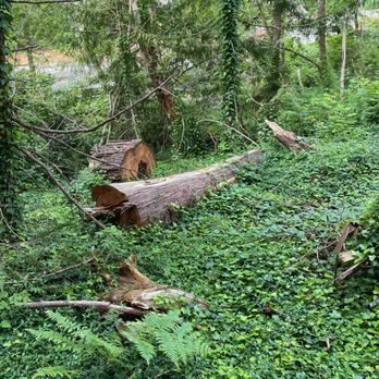White River Tree Service - This is what you can expect eventually! - Tree Services Near Me White River Tree Service - This is what you can expect eventually! - Tree Services Near Me