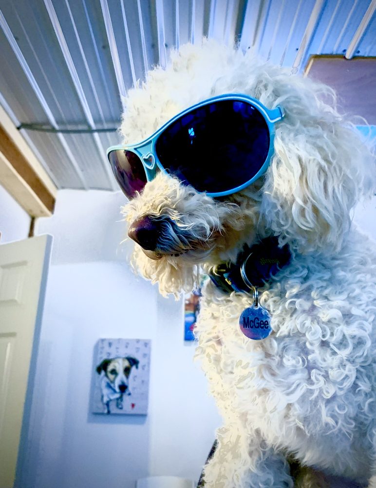 PACK SHACK DOG DAYCARE Updated September 2024 75 Photos 12532