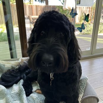 Just Dawgin' It - Pet Groomers Near Me - Concord, California