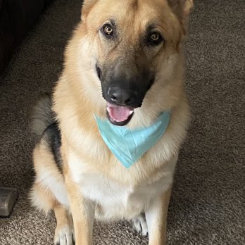 Sue's Grooming - Pet Groomers Near Me - Post Falls, Idaho Sue's Grooming - Pet Groomers Near Me - Post Falls, Idaho