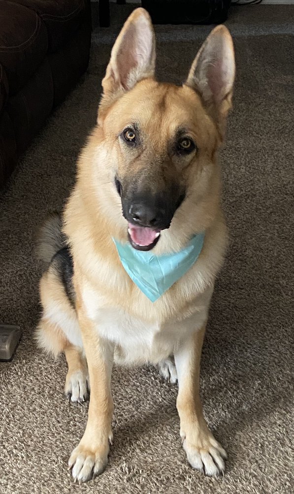 SUE’S GROOMING Updated June 2024 14 Reviews 3599 N Spokane St, Post Falls, Idaho Pet