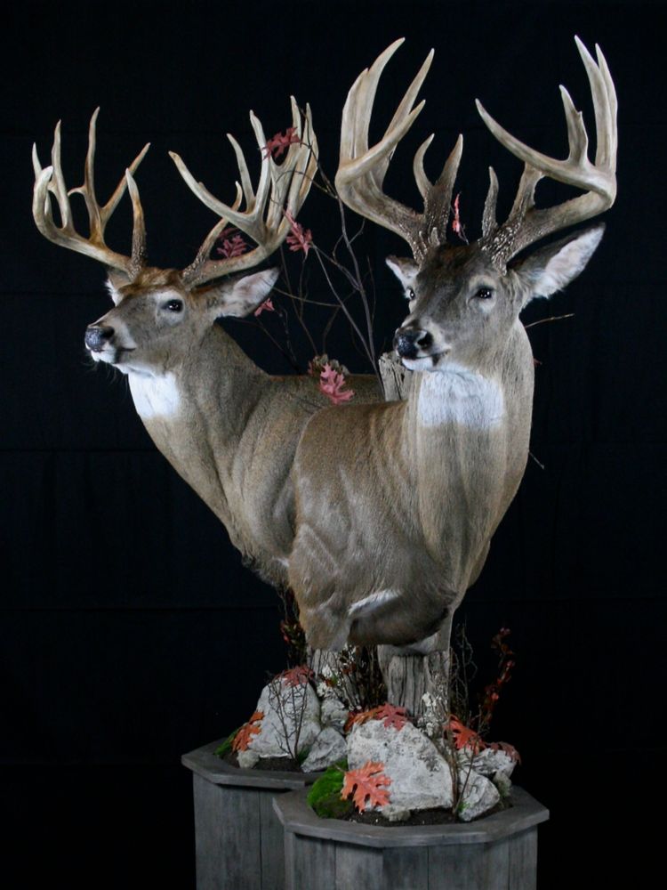 Bakers Camp - taxidermy in Bainbridge, IN