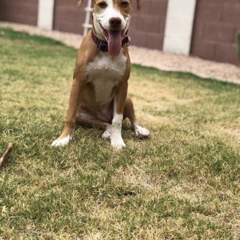 Family VetCare - Veterinarians Near Me - Phoenix, Arizona