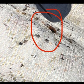 Pest Point Solutions - Bedbug - Pest Control Near Me Pest Point Solutions - Bedbug - Pest Control Near Me