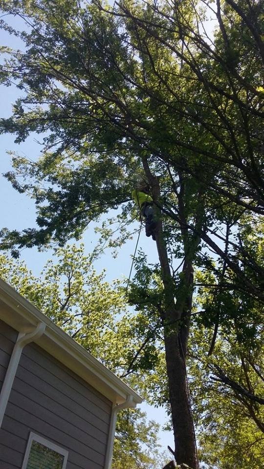 Edgar's Tree Service - tree service in Holly Springs, NC