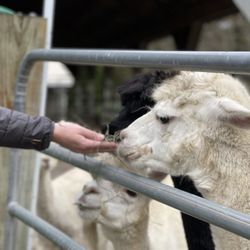 Skyeview Alpacas - Skyeview is the oldest alpaca farm in New Hampshire, currently home to 37 alpacas.