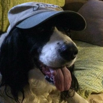 Pets Vet - Veterinarians Near Me - Hemet, California