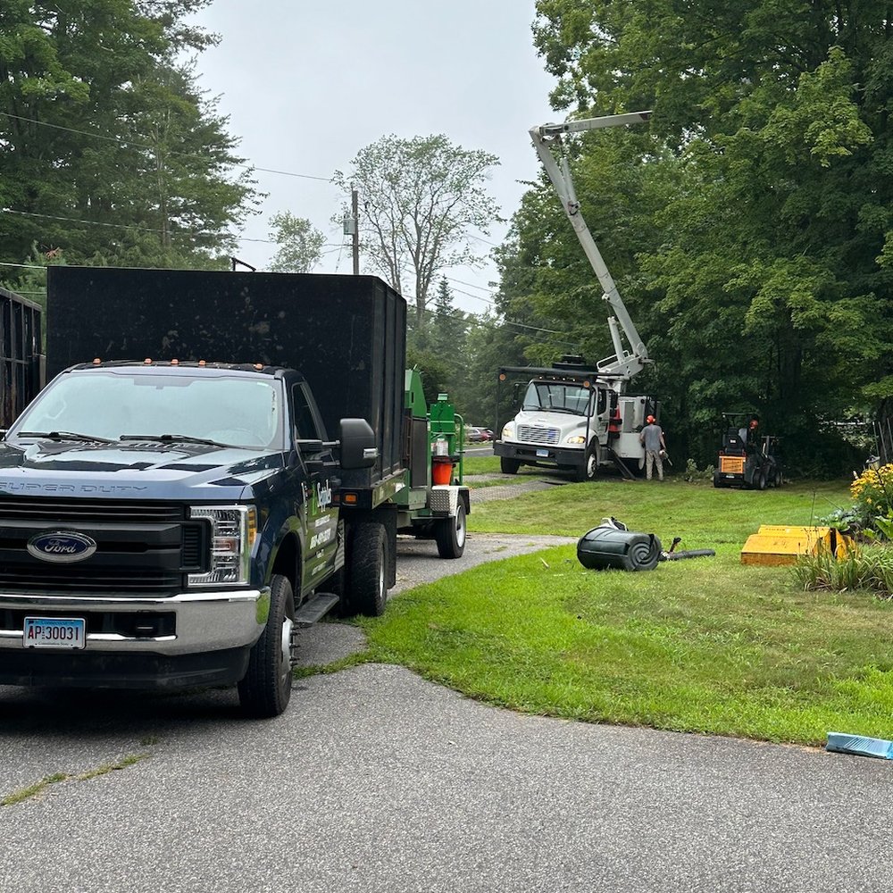 Sepples Tree Service - Clearing out our dead tree - Tree Services Near Me - Goshen, Connecticut Sepples Tree Service - Clearing out our dead tree - Tree Services Near Me - Goshen, Connecticut
