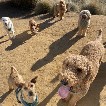 Elizabeth's Pet Sitting - Pet Sitting Near Me - Davis, California Elizabeth's Pet Sitting - Pet Sitting Near Me - Davis, California