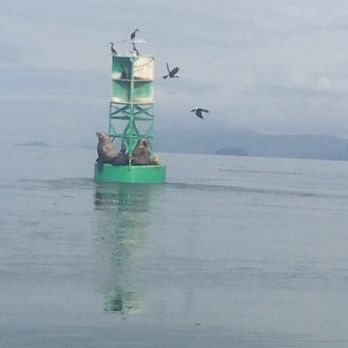 Island Point Lodge - Sea Lions on the first buoy - Fishing Near Me - Wrangell, Alaska
