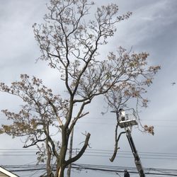 A1 Tree Service - Dismantling the tree in the backyard.