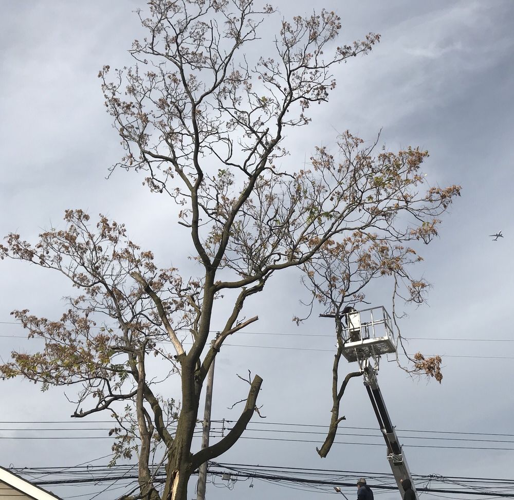 A1 Tree Service - tree service in Chicago, IL