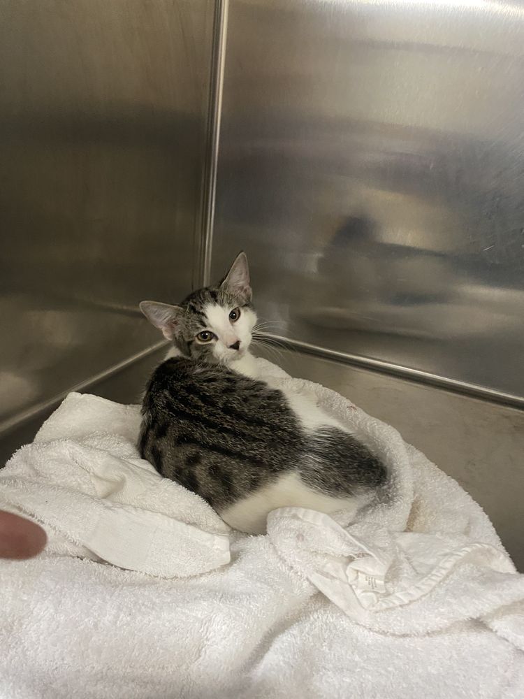 FOX RUN VETERINARY SERVICES Updated September 2024 130 Weaverville