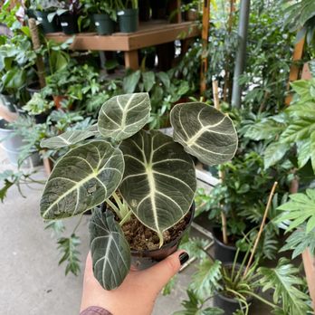 Gulley Greenhouse - Black Velvet - Nurseries & Gardening Near Me - Fort Collins, Colorado
