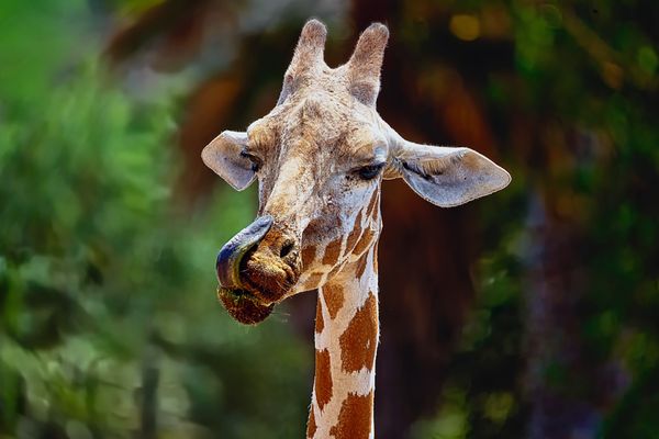 Safari West by null