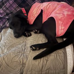Dixie finding her perfect sleeping spot.