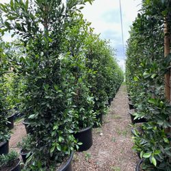 HC Nursery