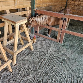 SoCal Horse Adventures - Pony so adorable - Horseback Riding Near Me - Palmdale, California SoCal Horse Adventures - Pony so adorable - Horseback Riding Near Me - Palmdale, California