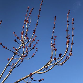 Parc Desmarchais - Spring on its way - Parks Near Me - Montreal, Quebec Parc Desmarchais - Spring on its way - Parks Near Me - Montreal, Quebec
