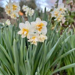 RustRidge Ranch & Winery - Year round blooms.