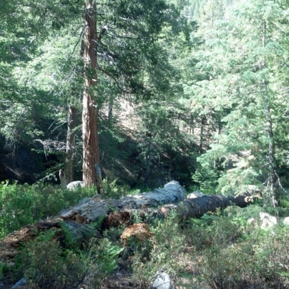 Angeles National Forest - Parks Near Me - Arcadia, California