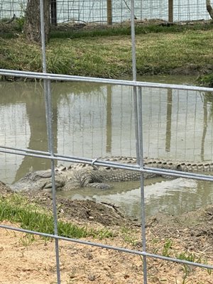 Bayou Wildlife Zoo by null