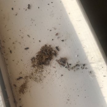 Critter Control - Pest still here after paying 4600.00 to Critter Control. - Pest Control Near Me Critter Control - Pest still here after paying 4600.00 to Critter Control. - Pest Control Near Me