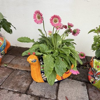 Florida Nursery Mart - Landscaping Near Me - Davie, Florida Florida Nursery Mart - Landscaping Near Me - Davie, Florida