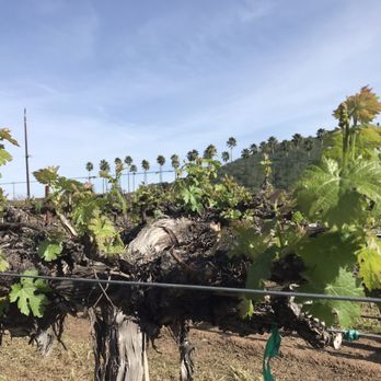 Dorcich Family Vineyards - The vines in mid-April 2022. - Wine Tasting Room Near Me - Gilroy, California Dorcich Family Vineyards - The vines in mid-April 2022. - Wine Tasting Room Near Me - Gilroy, California