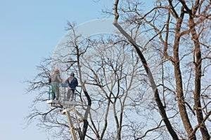 A&M Tree Services on Yelp