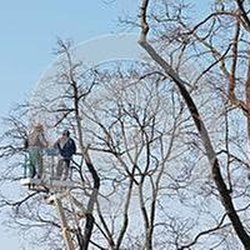 A&M Tree Services - untitled