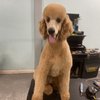 Doggie Styles Grooming Salon gift card