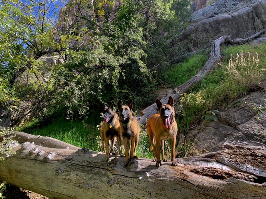 Preskitt's Pawz N Clawz