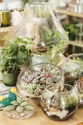 The ZEN Succulent by null