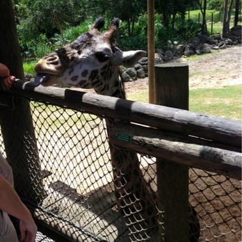Brevard Zoo - Giraffe Exhibit. Amazing!!!! - Zoos Near Me - Melbourne, Florida