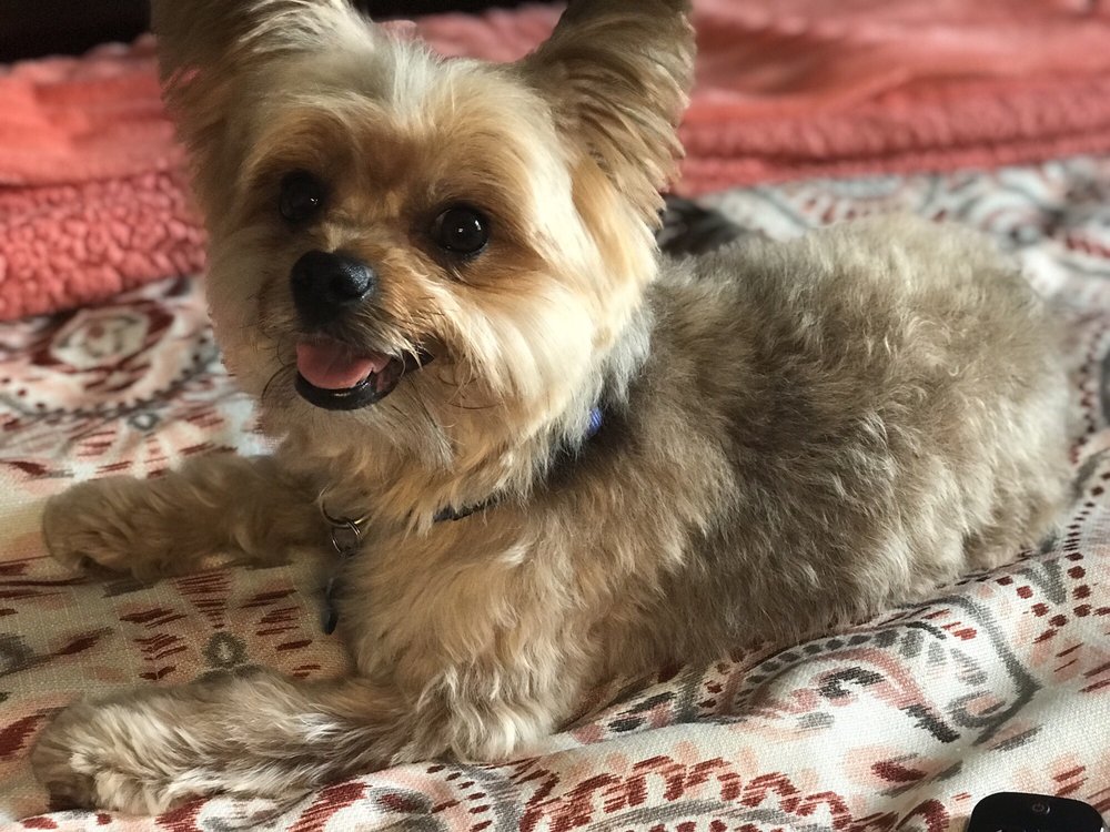 AUSSIE PET MOBILE TAMPA BAY 58 Photos & 48 Reviews Pet Groomers